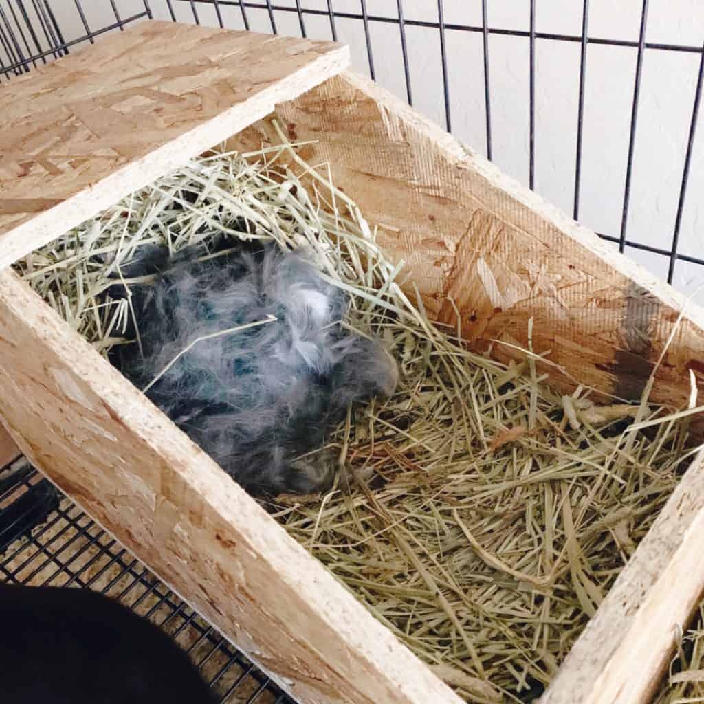 how to build a rabbit next box