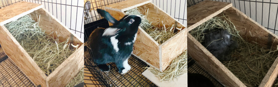 how to build a rabbit nest box